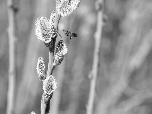 Comment se protéger des allergies saisonnières pendant l’année scolaire ?