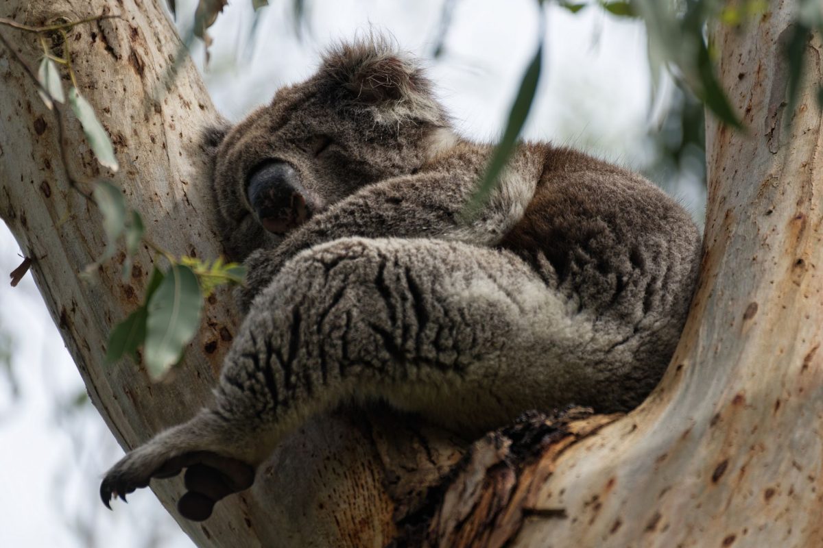 Sommeil insuffisant : votre performance sportive en danger ?